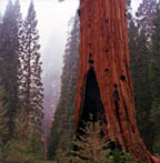 Kings Canyon-Sequoia