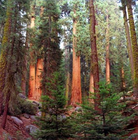 Congress Trail View