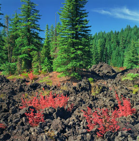 Aa Lava and Fall Colors