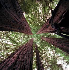 Redwood Skyview