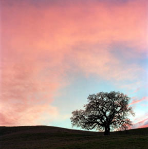 Acalanes Ridge Sunset No. 2