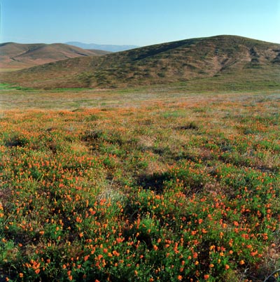 Antelope Valley California Poppy Preserve