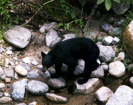 Black Bear Close-Up