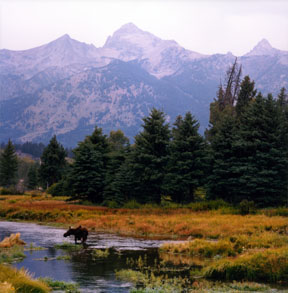Moose at Blacktail Ponds Overlook