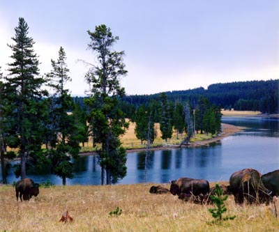 Bison and the Yellowstone River