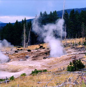 Bison and Cooking Hillside