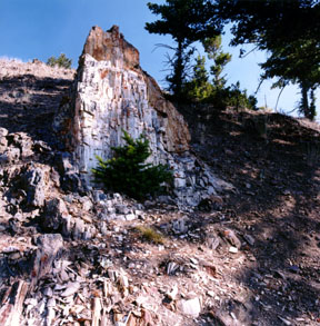 Petrified Stump