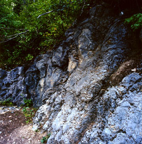 Stromatolites