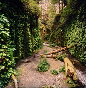 Fern Canyon