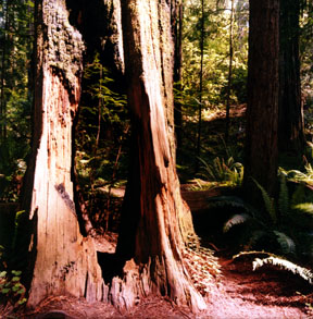 Hole in Stout Grove Redwood