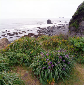 Iris along the Beach