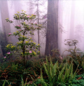 Redwood and Rhododendron