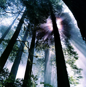 Forest Corona