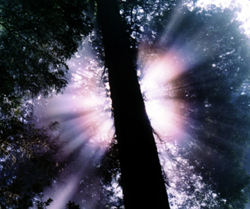 Close-up of a corona from Del Norte Coast Redwoods State Park, California