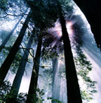 Northern California