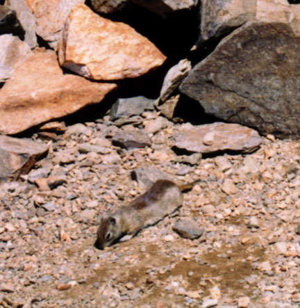Close-up of Mount Dana Rock Cairn