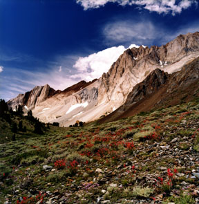 Indian Paintbrush along the East Slope