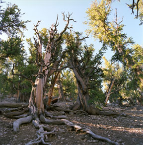 Bristlecone and Barren Ground