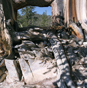 Bristlecone Pine