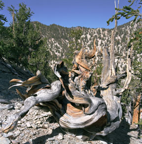 Bristlecone  Deadwood