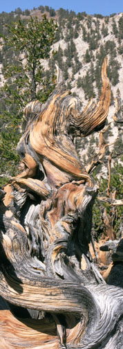 Close-Up of Ancient Bristlecone Pine
