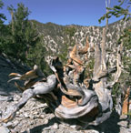 Ancient Bristlecone Pine Forest