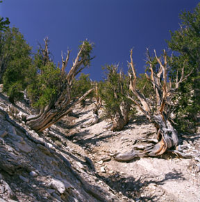 Methuselah Grove
