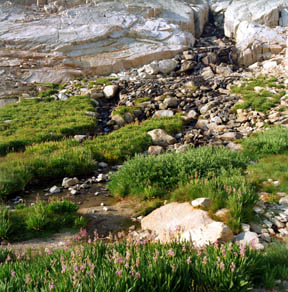 Trailside Meadow