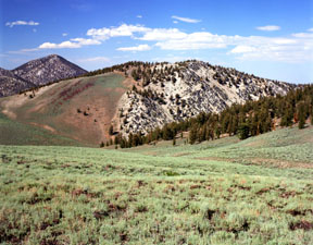 Methuselah Grove