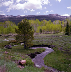 Yankee Meadows
