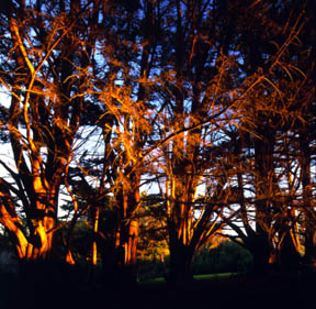 Cypress Sunset
