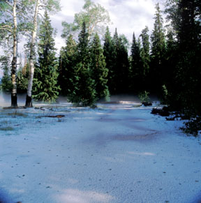 Forest Hailstorm and Ground Fog