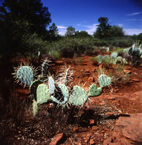 Cactus Hearts