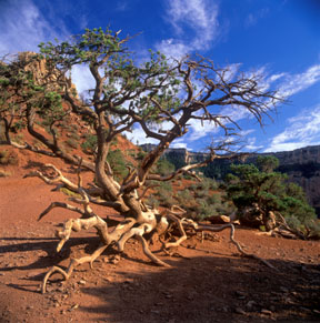 Walking Tree of the Kaibab Trail
