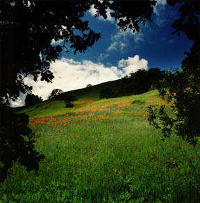 Hidden Poppy Field