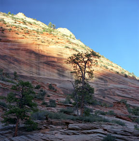 Navajo Sandstone and Pine
