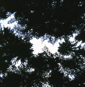 Skylight at the Walter W. Boardman Grove