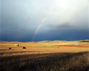 Double Rainbow - Livermore Farm