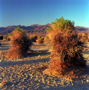 Devils Cornfield