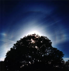 Oak Crowned by Rare Double Solar Halo