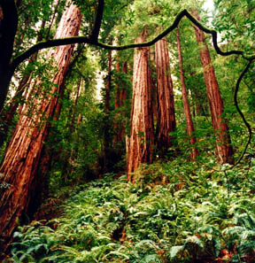 Hillside Trail, Muir Woods