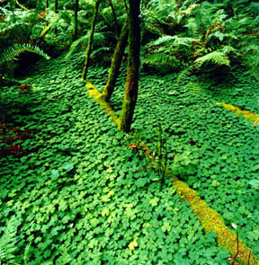 Clover Field