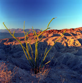 Ocotillo