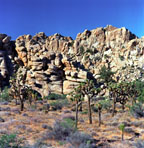 Joshua Tree and Quartz Monzonite