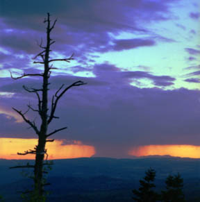 Downburst from Zion Overlook