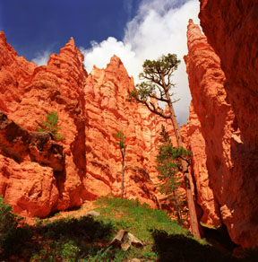 Navajo Loop Trail Hoodoos