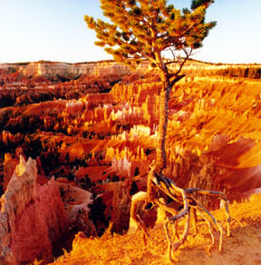 Walking Tree of Bryce Canyon