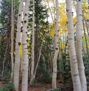 Aspen Forest