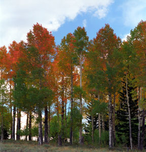 Fall Colors No. 2
