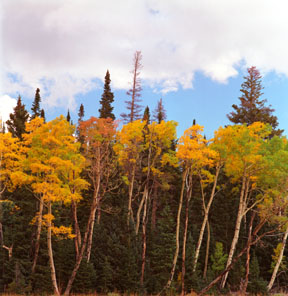 Fall Colors No. 1
